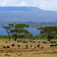 2 Days Nairobi – Lake Nakuru and Lake Naivasha