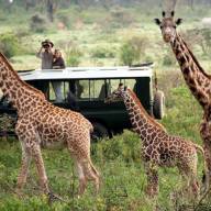 3 Days Nairobi - Masai- Mara - Group - Safari