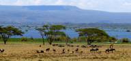 7 Days Safari Kenya - Amboseli-Lake Naivasha, Lake Nakuru, Maasai Mara